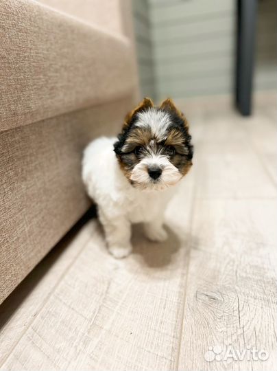 Йоркширский терьер