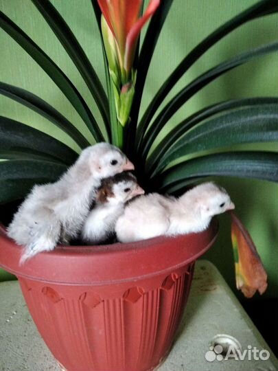 Цесарята. Бройлеры. Фазанята. Индюшата. Несушки