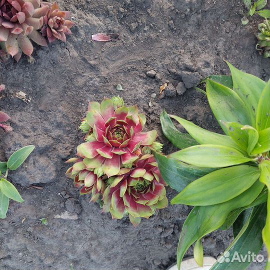 Молодило набор