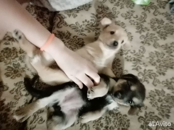 Отдам двух прекрасных щенят, девочки