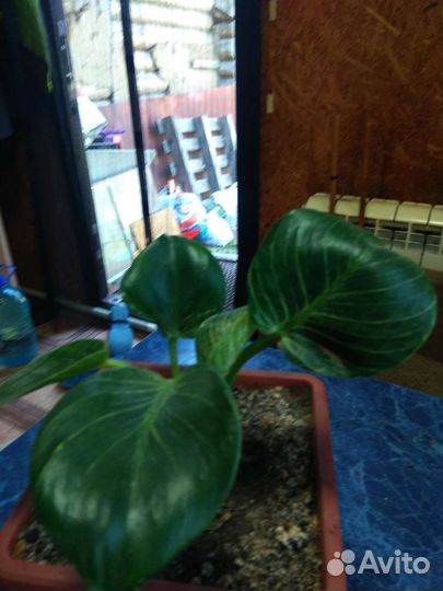 Филодендрон биркин