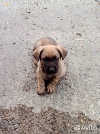 Щенок в добрые руки