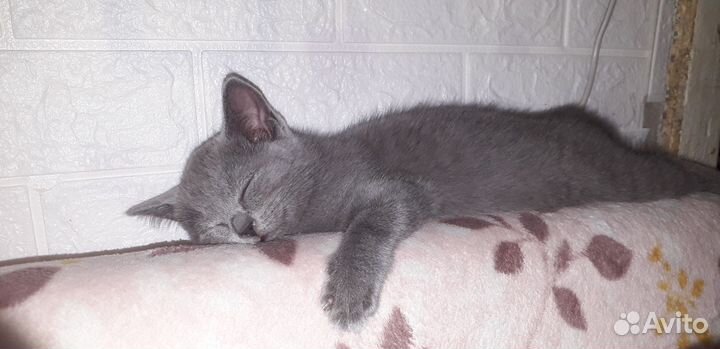 Помесные британцы