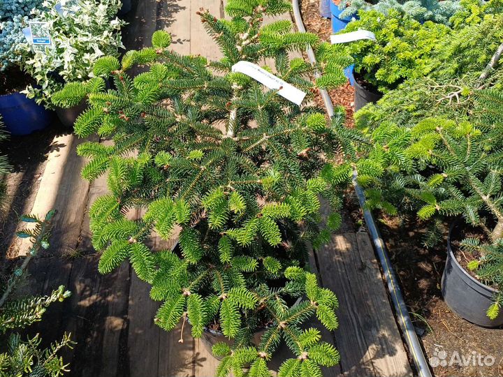 Пихта Meyer's Dwarf