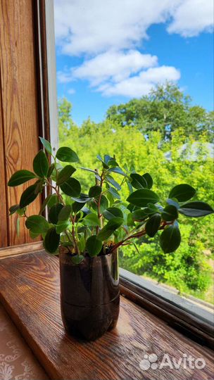 Пеперомия мелколистная