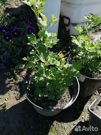 Саженцы крыжовника