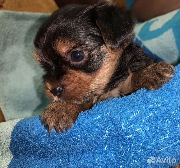 Йоркширский терьер