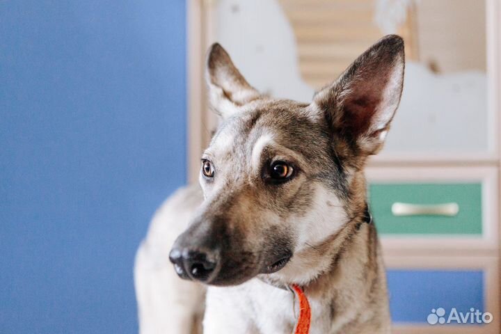 Собака (мальчик) ищет дом или передежку