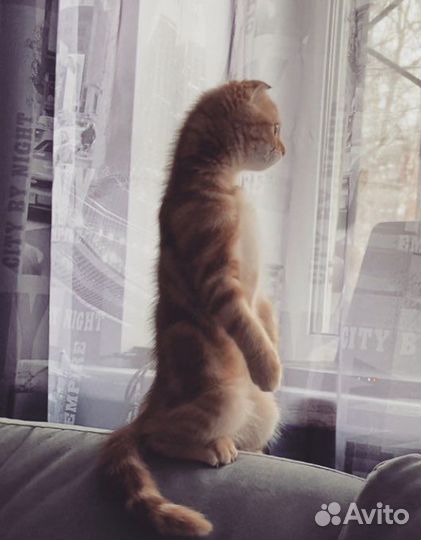 Шотландский кот вязка