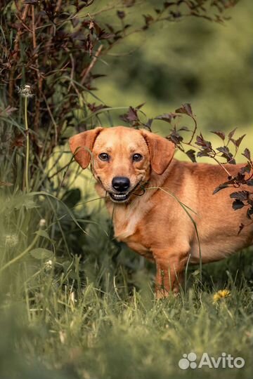 Малыш Ингар в добрые руки