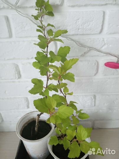 Декоративные садовые растения.Пузыреплодник Лютеус