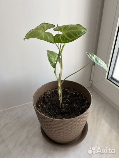 Сингониум вместе с горшком (Домашнее растение)