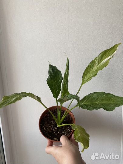 Спатифиллум джемени