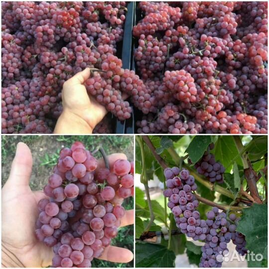 Саженцы винограда сомерсет сидлис
