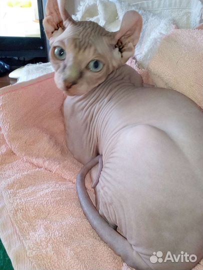 Эльф котенок привит