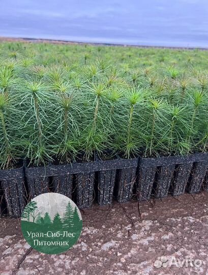 Зкс и окс Сосна Ель Лиственница сеянцы Голуб горн