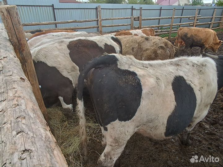 Бычки и быки 1 год
