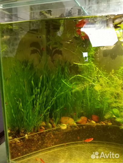 Аквариумные рыбки, растения, улитки Ампулярии