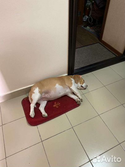 Выгул собак