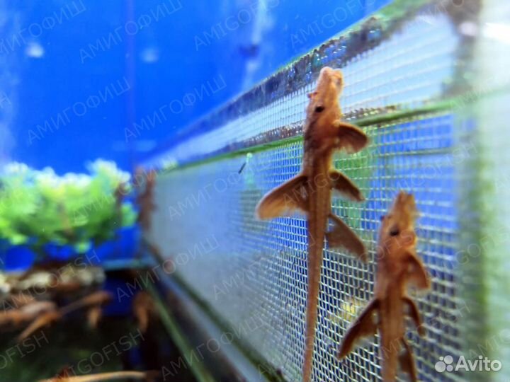 Лорикария Красная (Loricaria Sp)