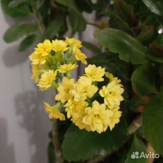 Желтый каланхоэ