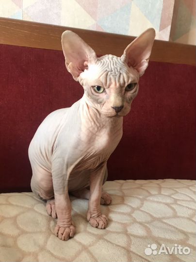 Канадский сфинкс котенок