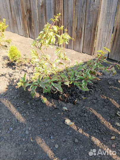 Гортензия, дерен, тамарикс, ромашка, лаванда