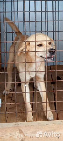 Хозяин, ваша собака попала в отлов