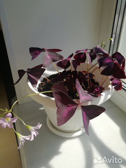 Кислица оксалис