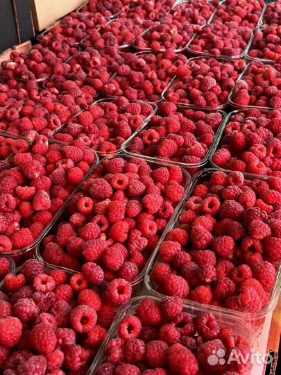 Малина ягода свежая