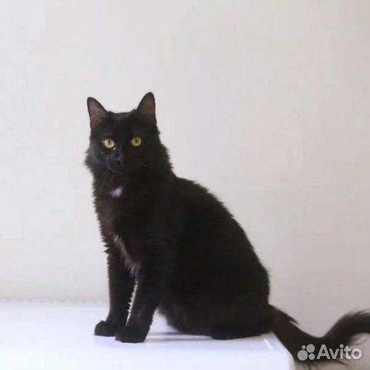 Кошечка ищет дом