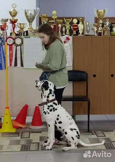Дрессировка собак