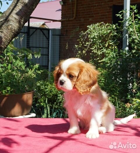 Продаются щенки кавалер кинг чарльз спаниеля