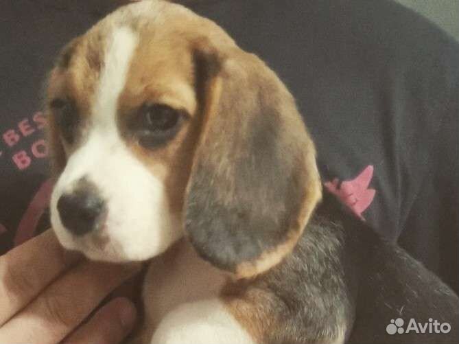 Бигль щенок