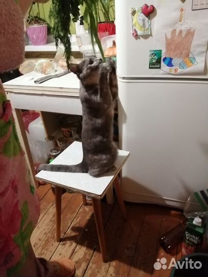 Кошка для вязки