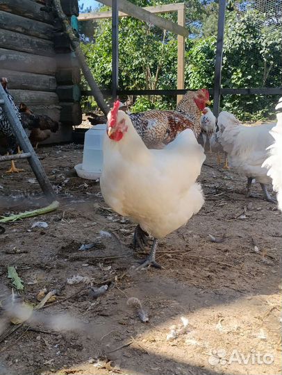 Петухи и куры