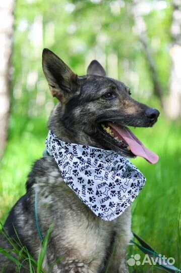 Собака-мечта из приюта