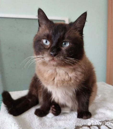 Кошка в дар бесплатно