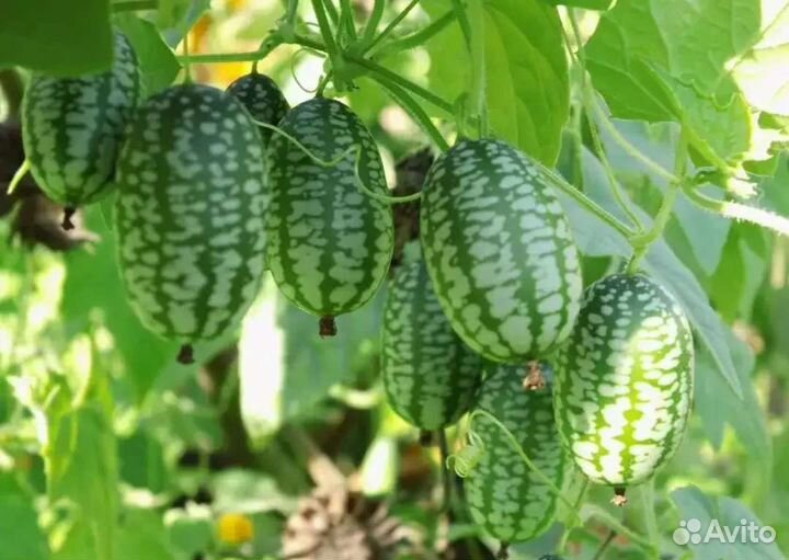 Огурец арбузик семена