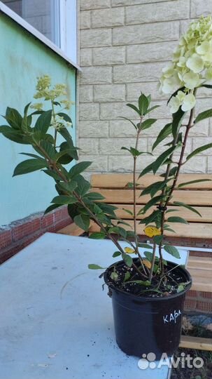 Цветущие гортензии