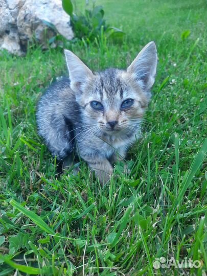 Кошки в добрые руки бесплатно. К лотку приучены