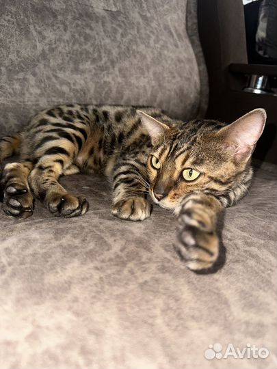 Бенгальская кошка вязка