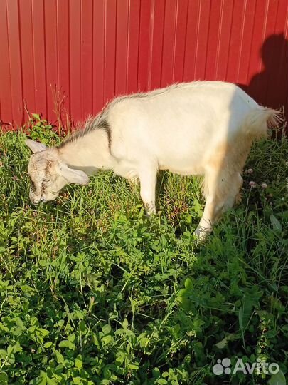 Козы козлы козлята