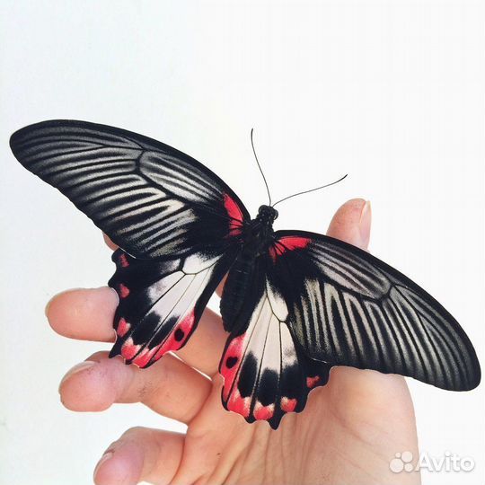 Бабочки экзотические т/б-3