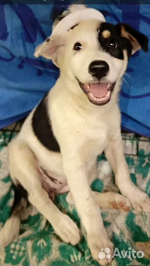 Щенки в дар, только добрым людям