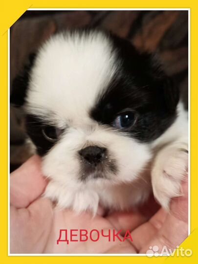 Щенки пекинеса
