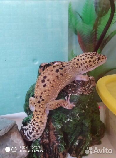 Нагревательный камень resun для террариума