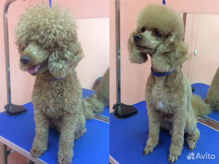 Стрижка собак/Грумер