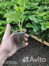 Рассада Клубники Альба