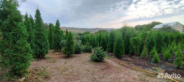 Туя колоновидная, ель голубая, сосна крымская